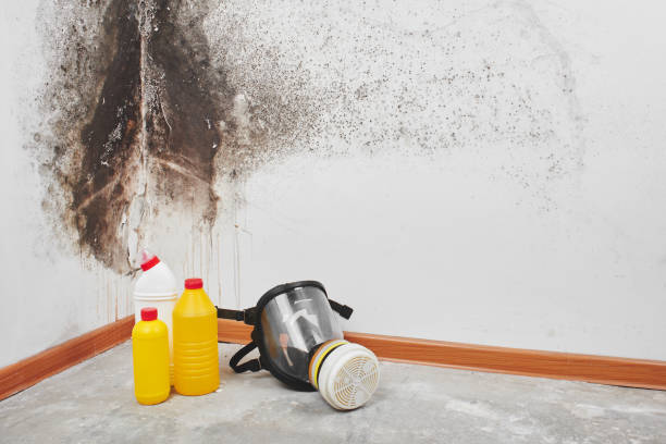 Best Local Mold Removal Service  in Union City, CA