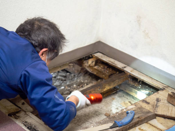 Best Certified Mold Removal  in Union City, CA