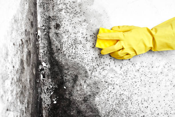 Best Same-Day Mold Removal  in Union City, CA
