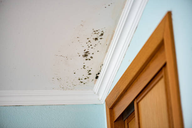 Best Attic Mold Removal  in Union City, CA