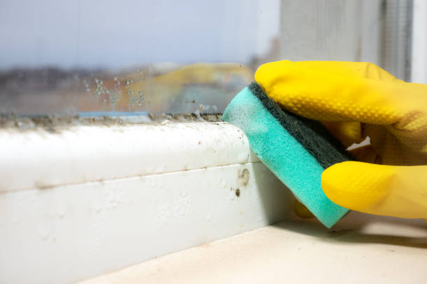 Best Professional Mold Removal  in Union City, CA