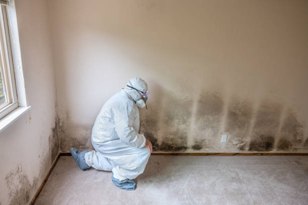 Office Mold Removal Services in Union City, CA