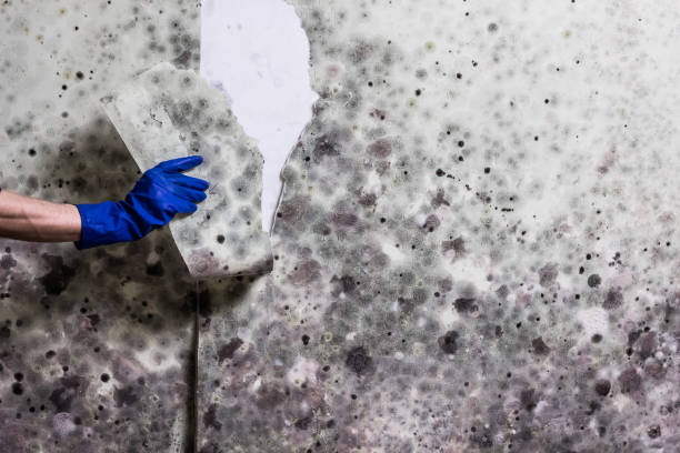 Best Crawl Space Mold Removal  in Union City, CA