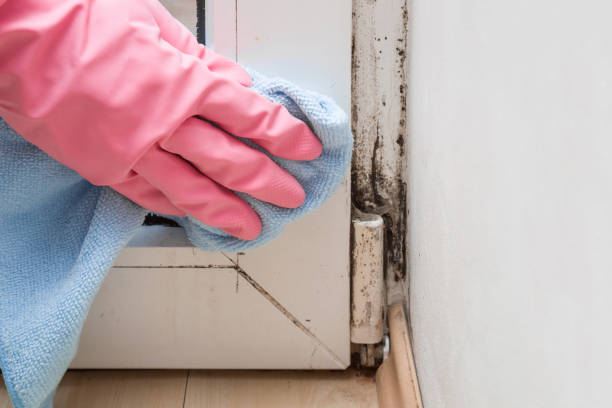 Mold Testing and Removal in Union City, CA