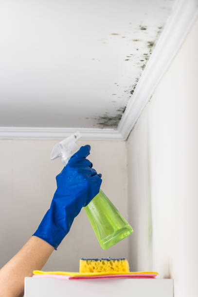 Trusted Union City, CA Mold Removal Experts