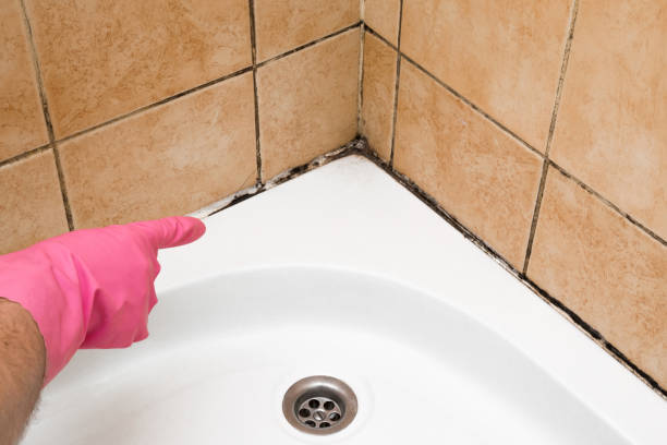 Best Affordable Mold Removal  in Union City, CA