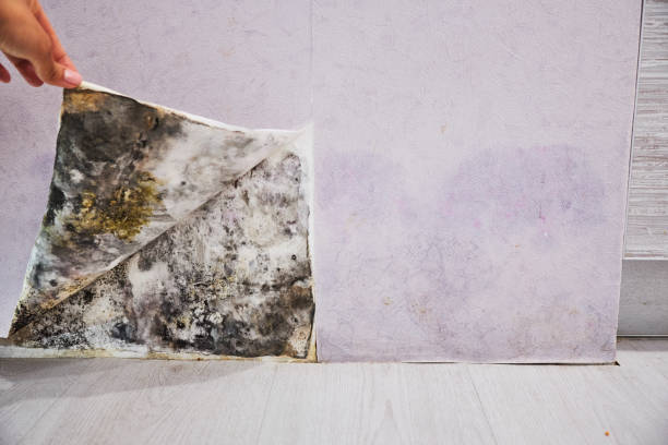 Best Office Mold Removal Services  in Union City, CA